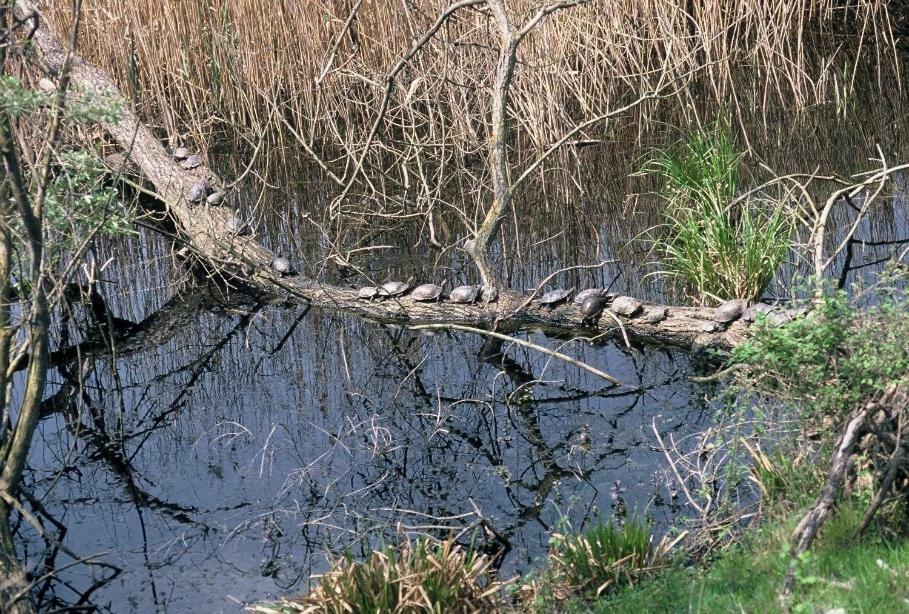 Nestos, Meer Und Berge - Griechenland Mal Anders Zarkadhia Bagian luar foto